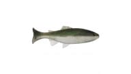 Anglers King Sugar Shaker Trout - SS575JR-031 - Thumbnail