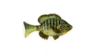 Sudden Impact Suzygill Bluegill Lil Gill - BB - Thumbnail